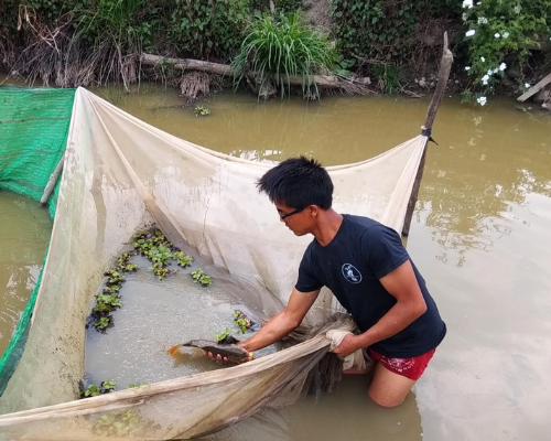 Van Thawng Ling,  tending his fisheries business as part of the Climate Smart Village project, Sakta, Myanmar.